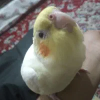 عروس هلندی معاوضه
