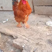 مرغ و خروس برهما