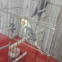 جفت مولد سخنگو   روی تخم