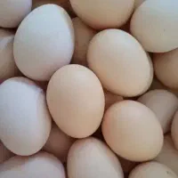 تخم مرغ محلی