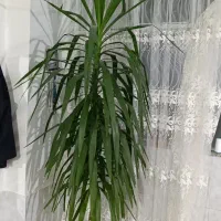درخت یوگا سه متری