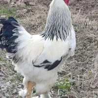 مرغ و خروس برهما