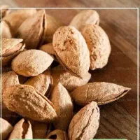 فروش نهال بادام آذر نیم کاغذی