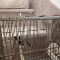 سهره نر|پرنده|شاهرود, |دیوار