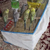 ۶عدد مرغ عشق خوشگل بخون