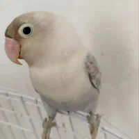 طوطی برزیلی ،کوتوله