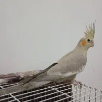 عروس هلندی سالم و سرحال بشرط