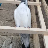 کبوتر