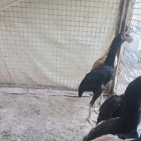 جوجه اوشامو ۱۰۰روزه