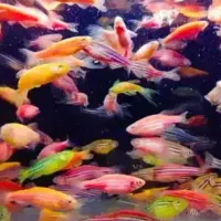 ماهی زبرا  ارزان قیمت