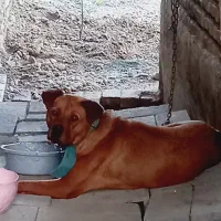 سگ پیتبول نگهبان