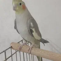 عروس هلندی گم شده