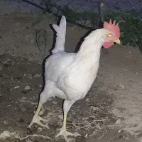 خروس