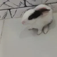 خرگوش ناز