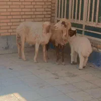 گوسفند مطفل و مظرع