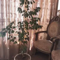 گل بنجامین