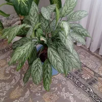 دو عدد گل طبیعی آپارتمانی سرحال