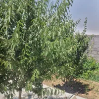 باغ