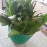 گل و گیاه