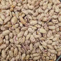 حبوبات لوبیا چیتی درج یک تمیز
