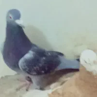 دوتا اسطوره