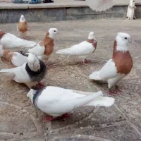 طوقی پرتقالی لیمویی الماسی خفت