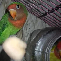 طوطی برزیلی نر و ماده