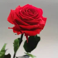 سیم کارت رند