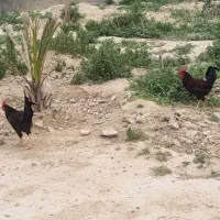 خروس|حیوانات مزرعه|اهرم, |دیوار