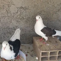 کبوتر دوکت