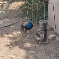 طاوس هندی ۳ساله نر