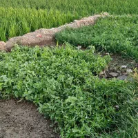 فروش دوقطعه زمین مرغوب  کشاورزی ۵۰۰ و ۶۰۰ متری