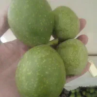 گردو باپوسته سبزخرده فروش تا50کیلونهایتن