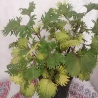 گل اسم یوسف
