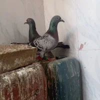 المانی