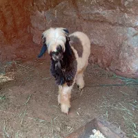 بره قوچ روزگاری