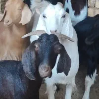 فروش بز و میش (نسل گوسفند هاشم آباد)