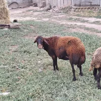 ۳ تا گوسفند جوان