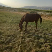 کره اسب روزگاری