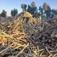 هرس وبرش و خرید درخت اکالیپتوس مورد کنار