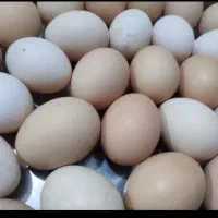 نطفه دار و محلی