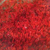 پخش عمده ماهی وتنگ سید