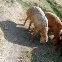 گوسفند
