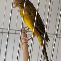 قناری سبز علیخانی نر مست