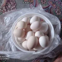 تخم مرغ محلی نطفه دار