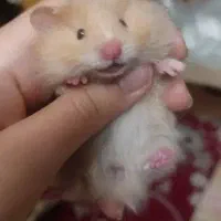 بچه همستر نژادار