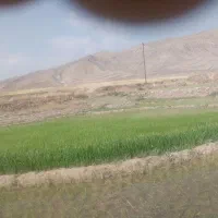 بذر شلتوک (چلتوک) درجه یک لنجونی سرتل