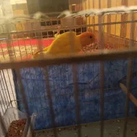 طوطی