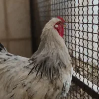 خروس برهما