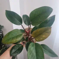 فیلودندرون رِدکنگو